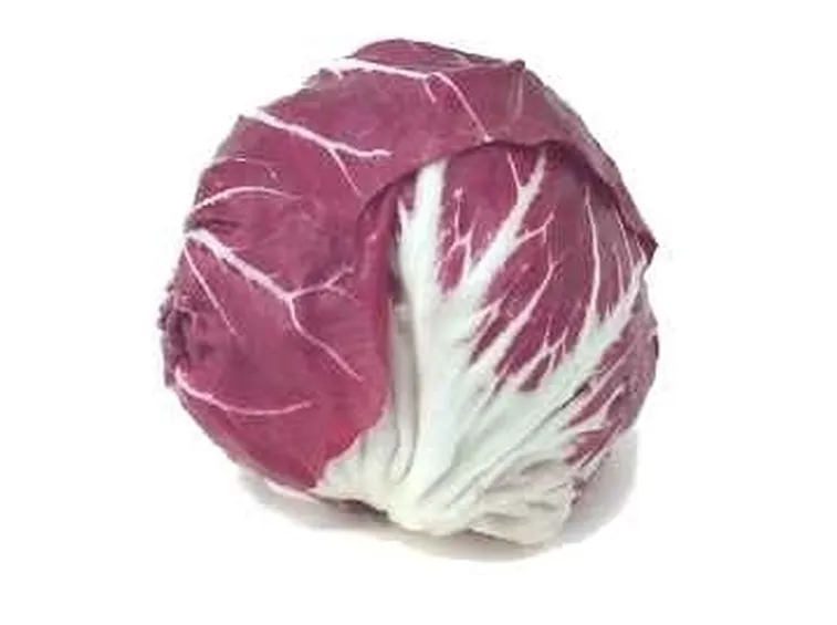 Radicchio-25