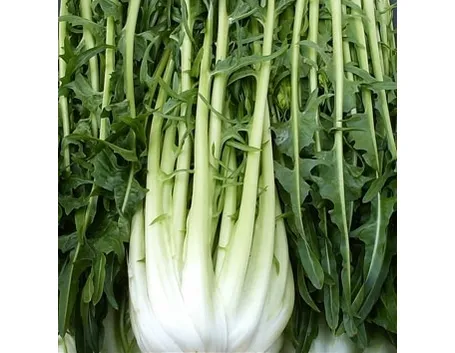 Radicchio-28