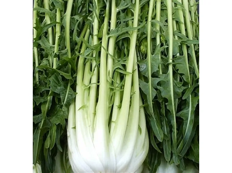 Radicchio-28