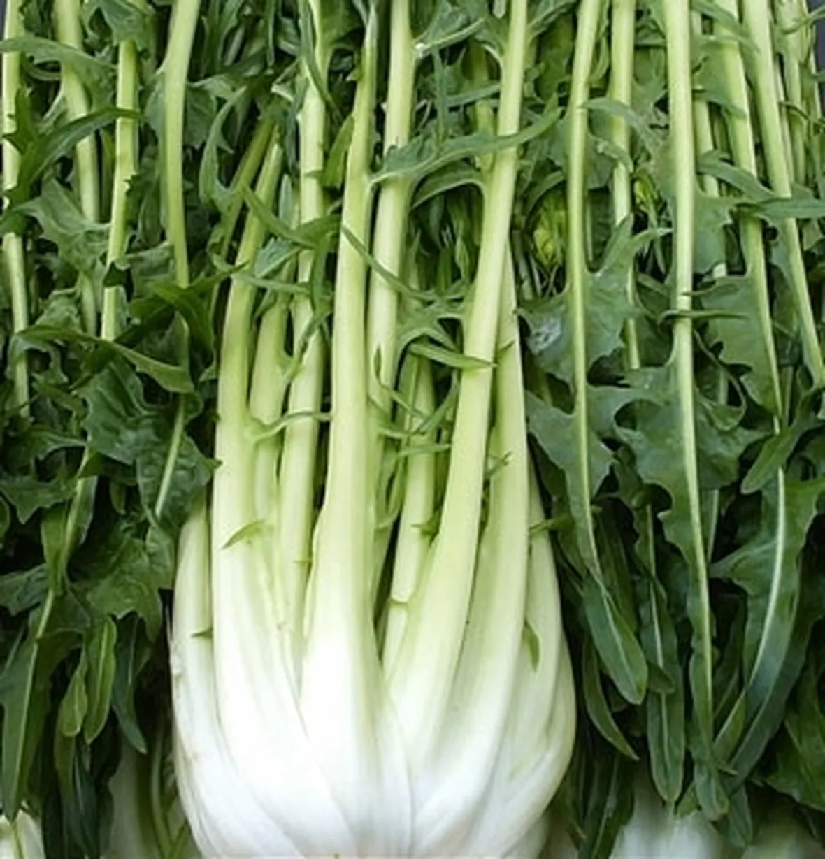 Radicchio-28