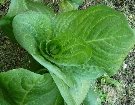 Radicchio-4