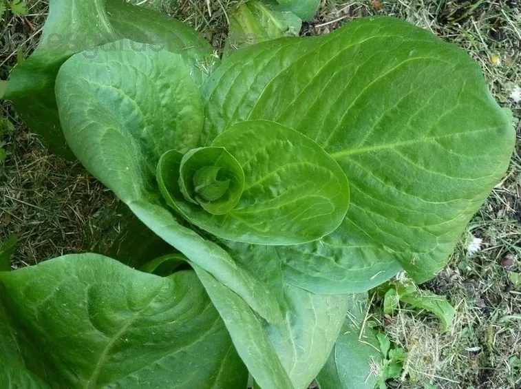 Radicchio-4