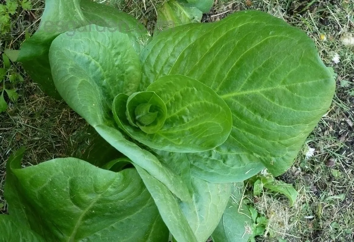 Radicchio-4