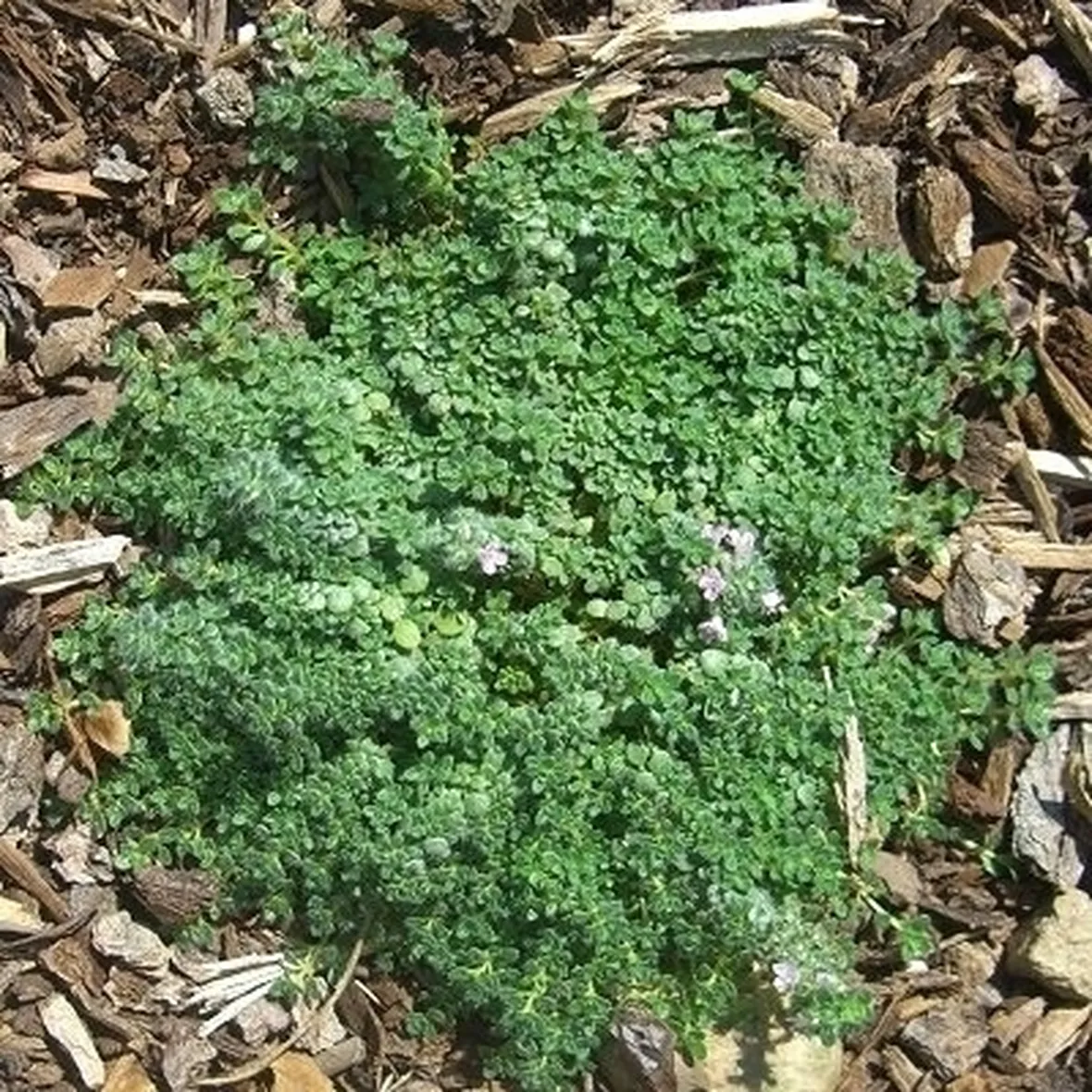 Risposta : albero da frutto