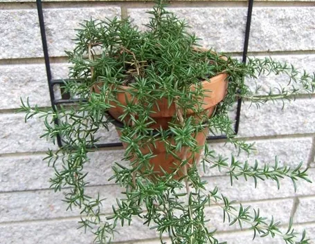 Rosmarino-27