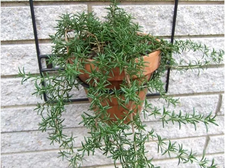 Rosmarino-27