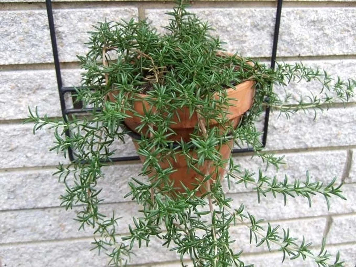 Rosmarino-27