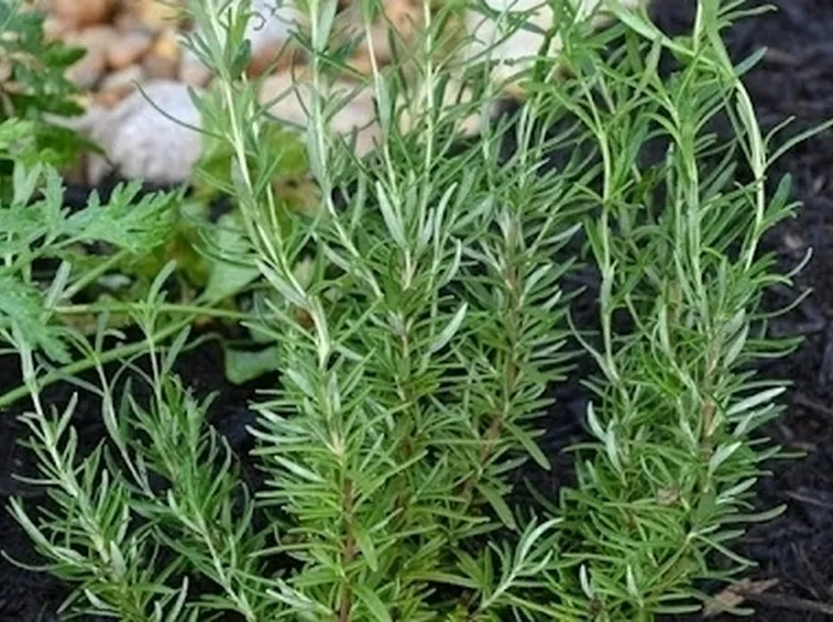 Rosmarino