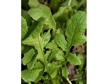Rucola-10