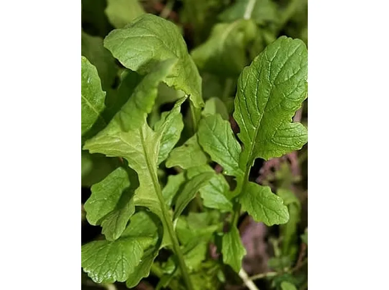 Rucola-10
