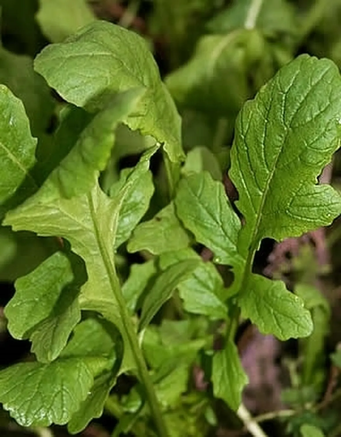 Rucola-10
