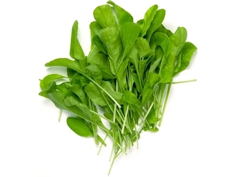 Rucola-15
