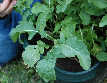 Rucola-18