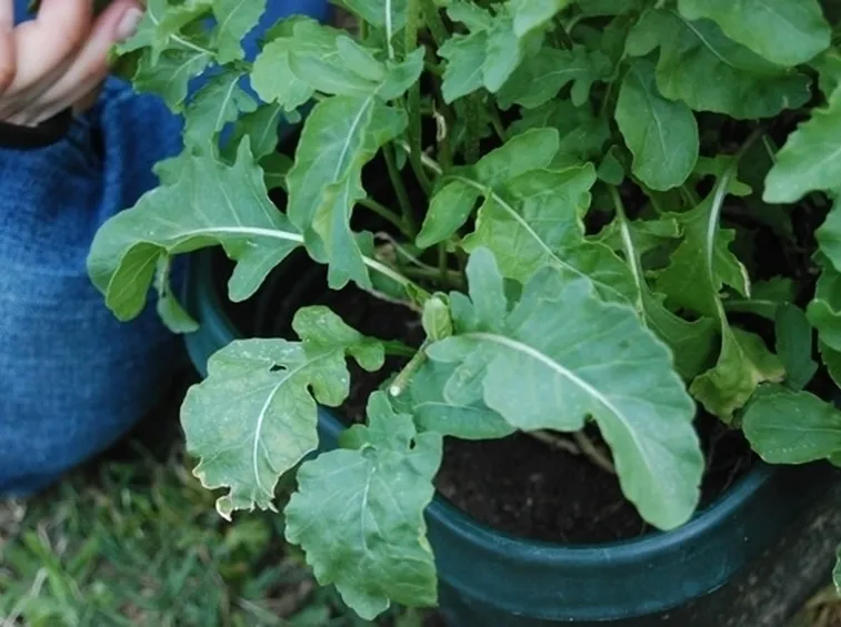 Rucola-18