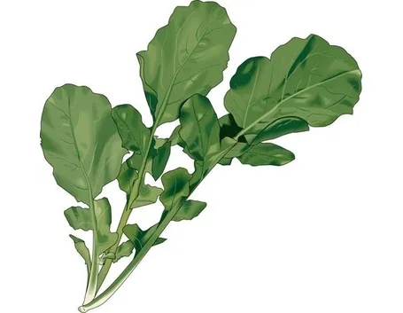 Rucola-20