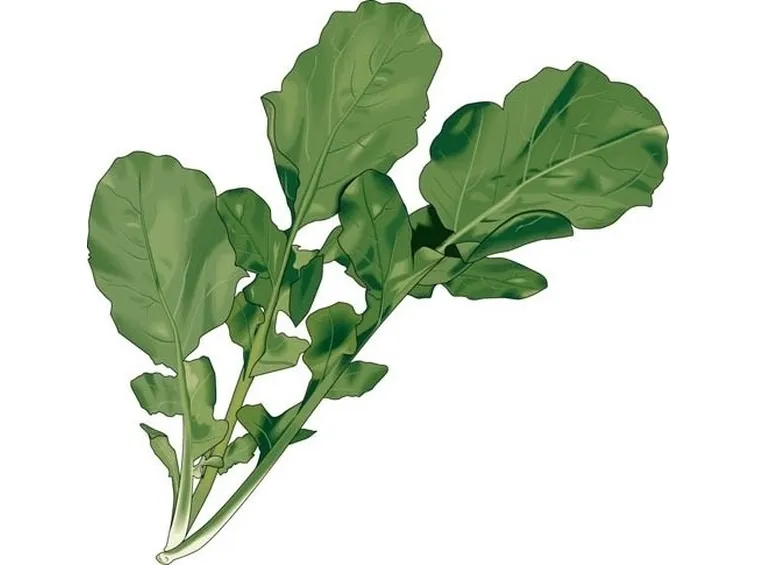 Rucola-20