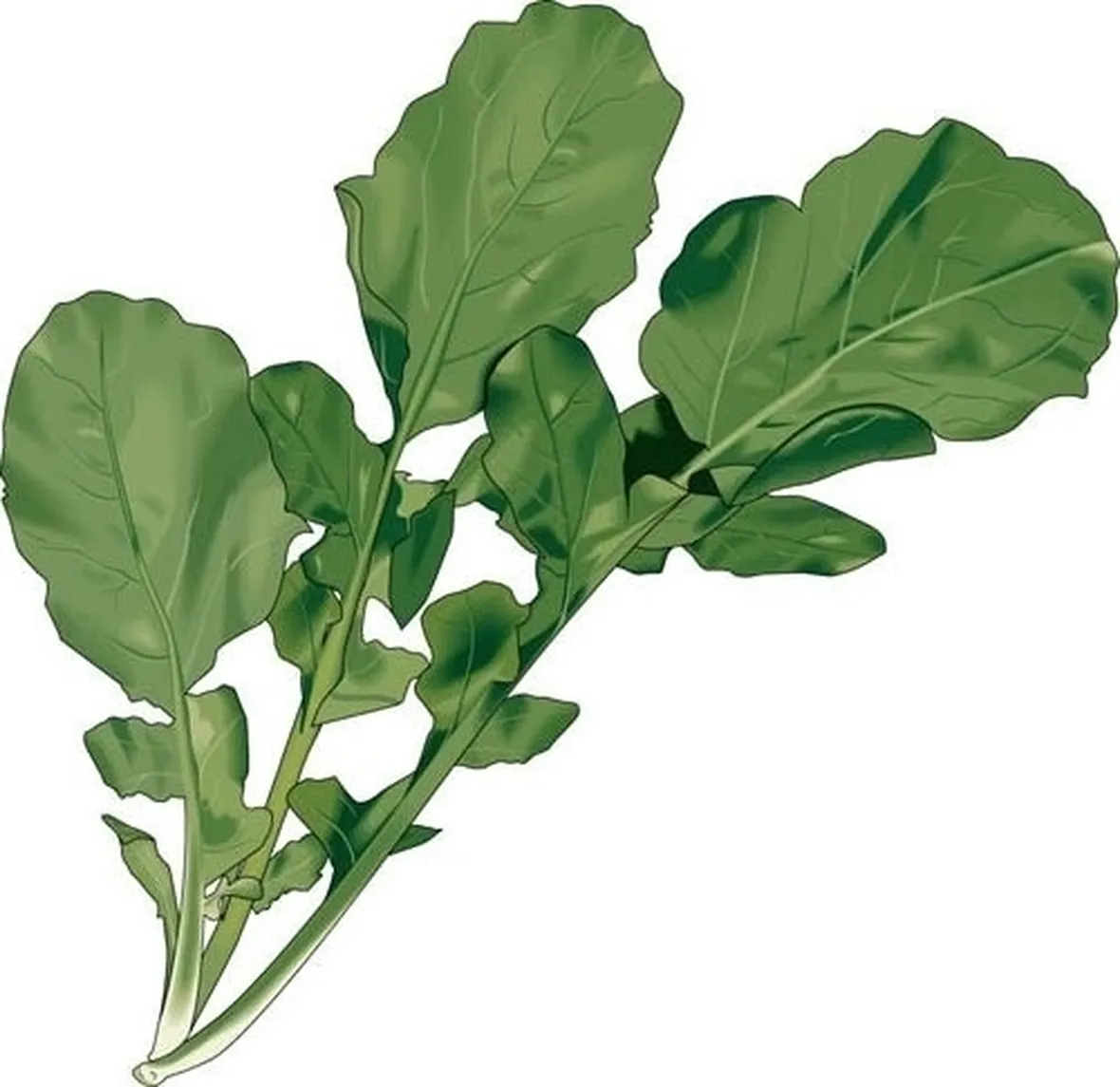 Rucola-20