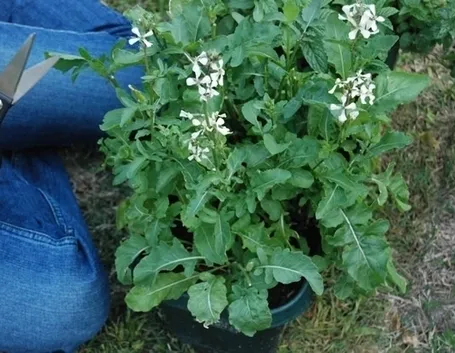 Rucola-22