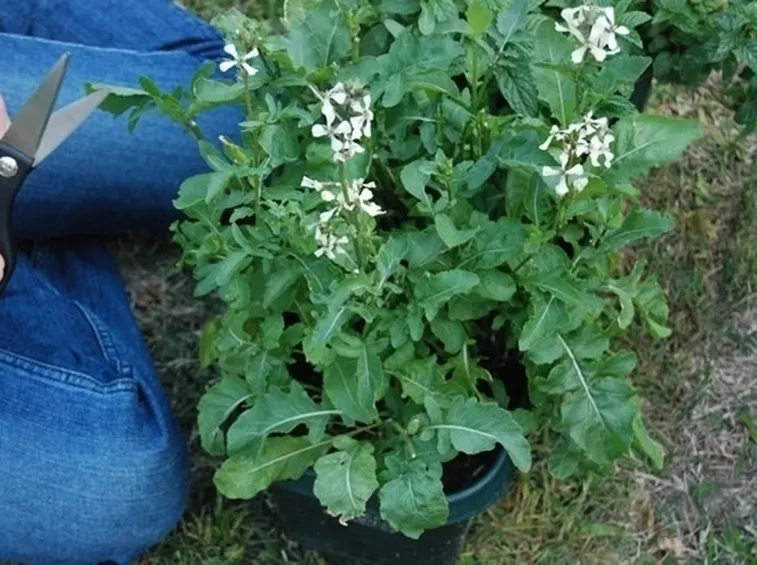 Rucola-22