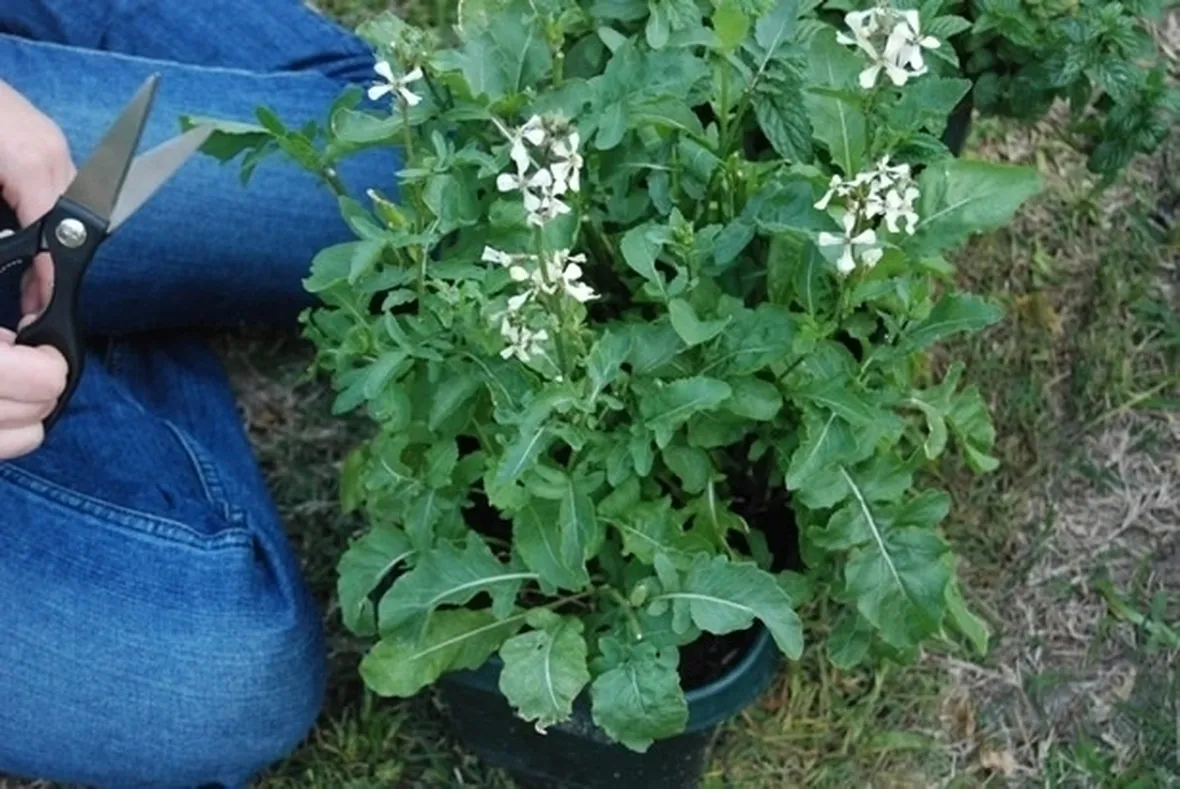 Rucola-22