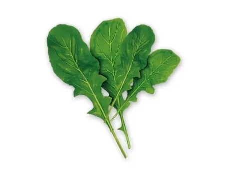 Rucola-23