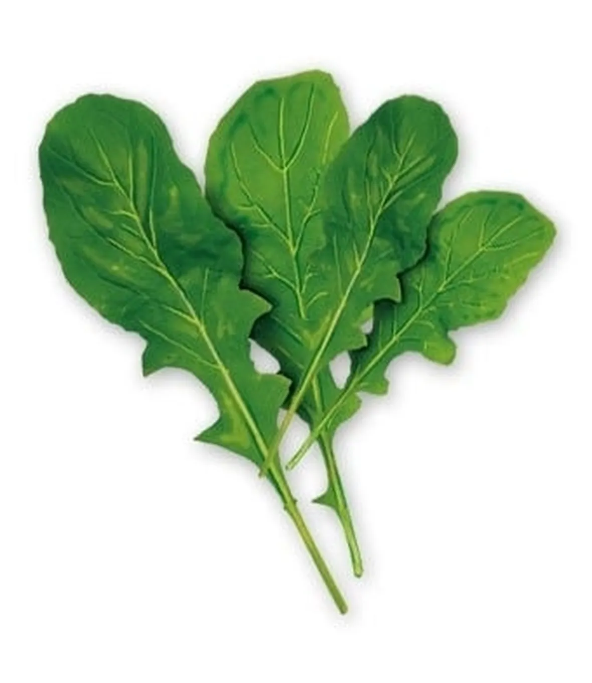 Rucola-23