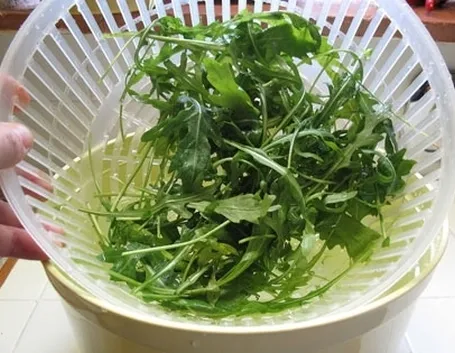 Rucola-24