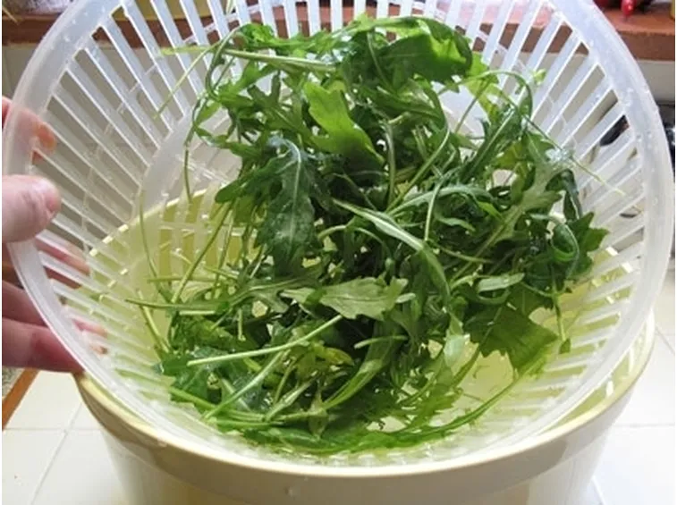 Rucola-24
