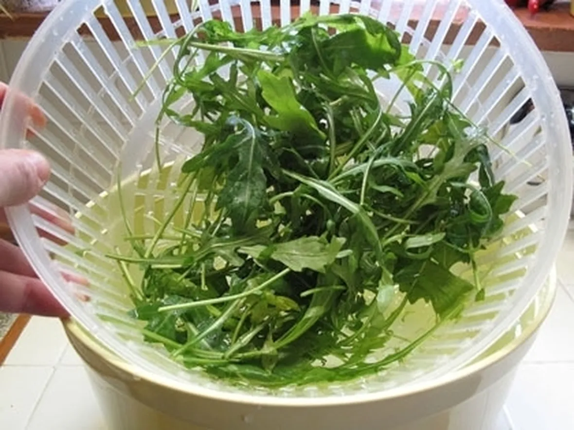 Rucola-24