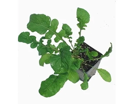 Rucola-25