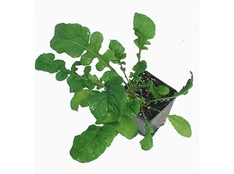 Rucola-25