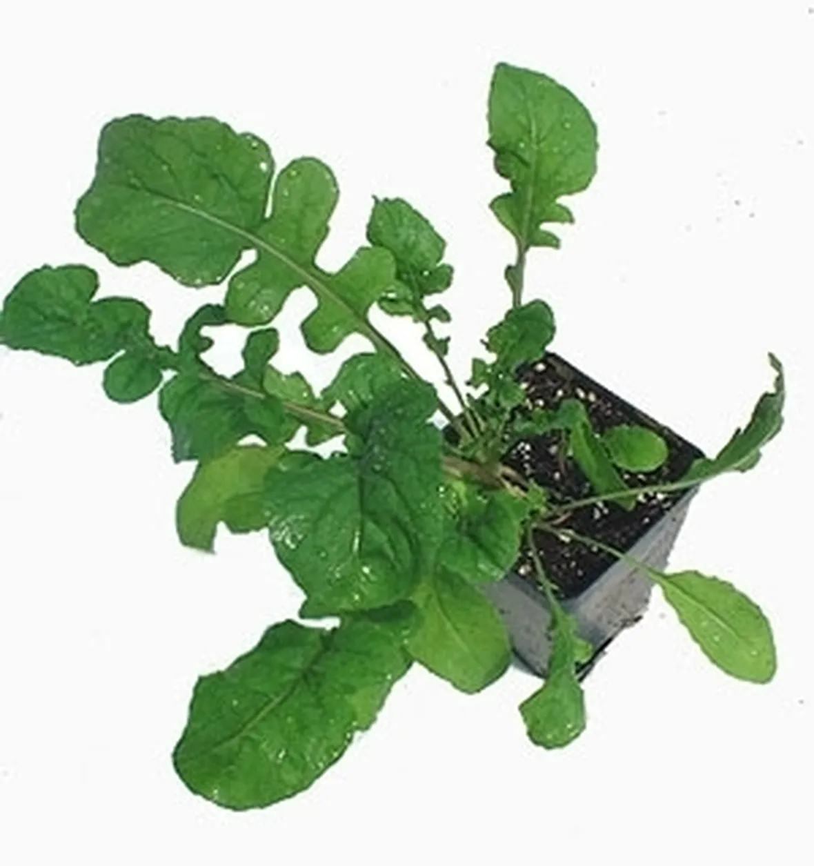 Rucola-25