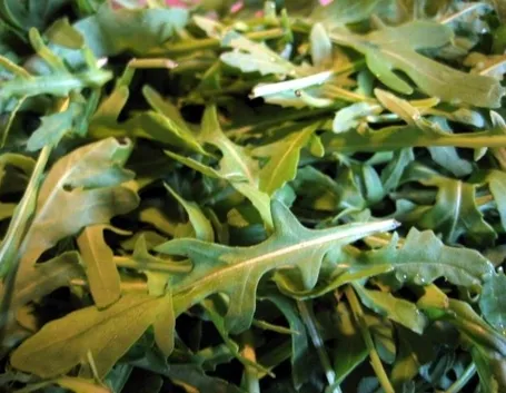 Rucola-27
