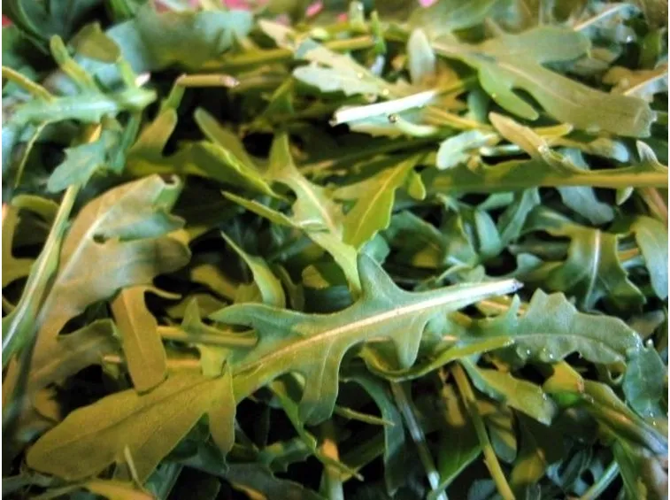 Rucola-27