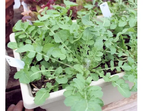 Rucola-28