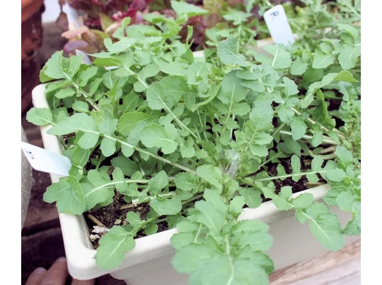 Rucola-28