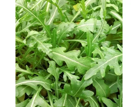 Rucola-9