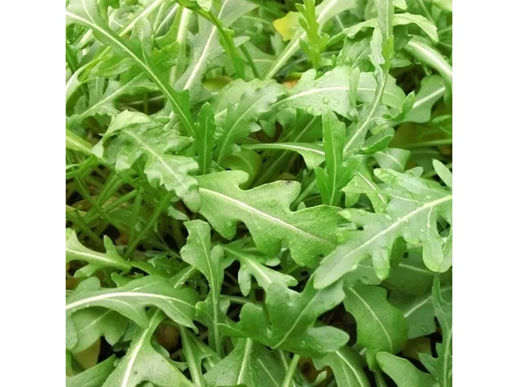 Rucola-9