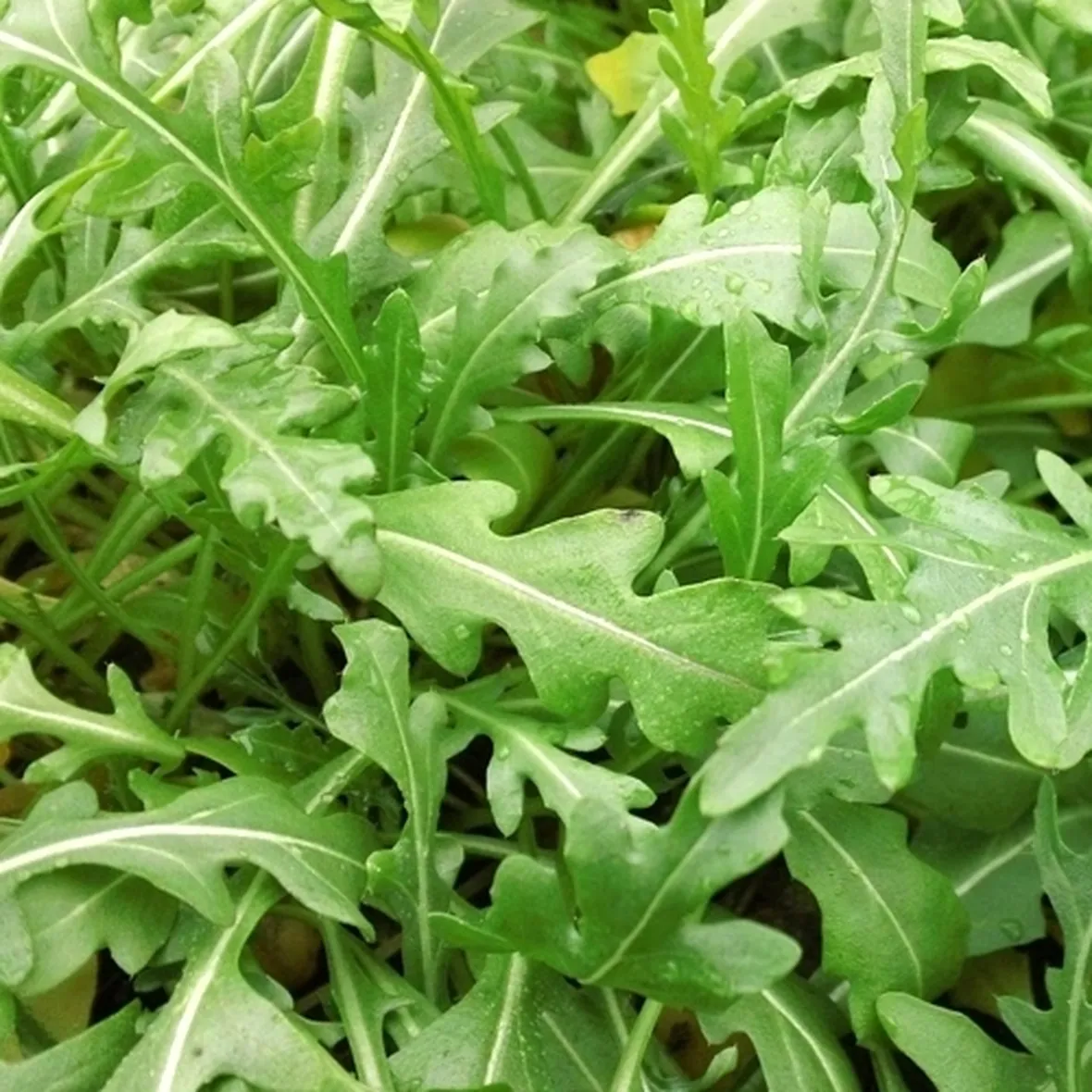 Rucola-9