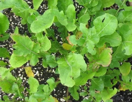 Rucola in cucina