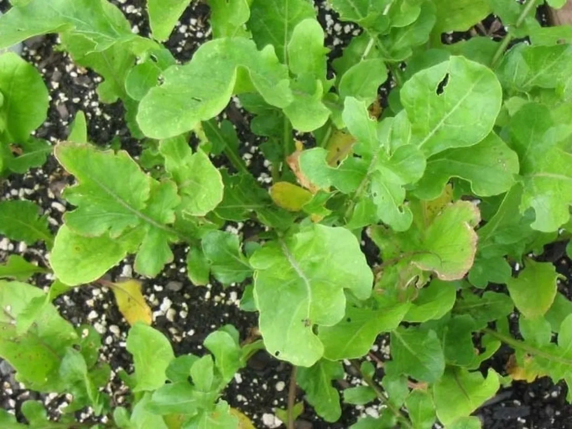 Rucola in cucina