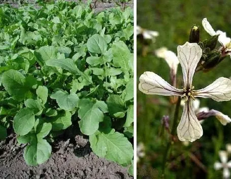 Rucola