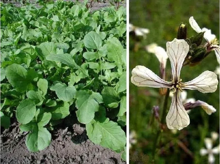 Rucola