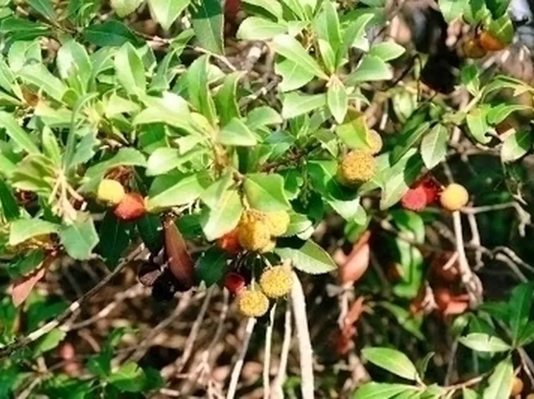 Caratteristiche del corbezzolo