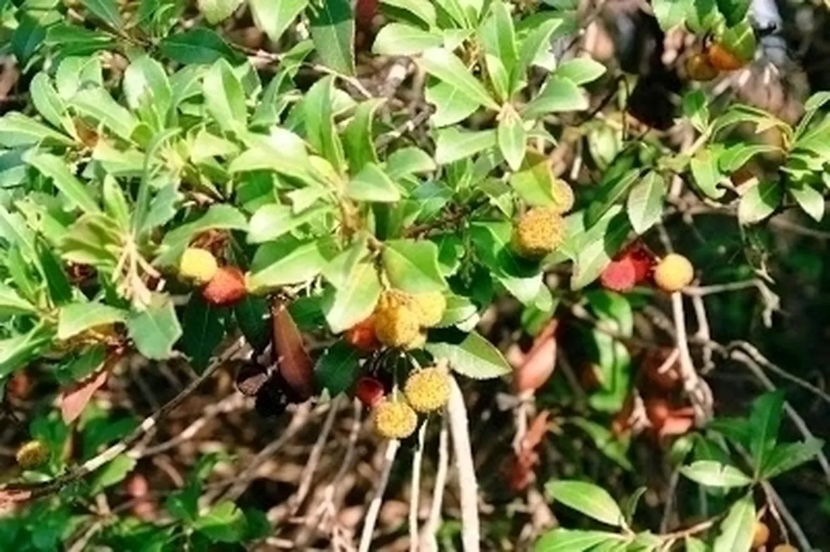 Caratteristiche del corbezzolo