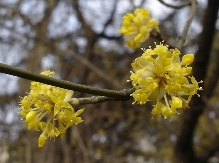 Caratteristiche del corniolo