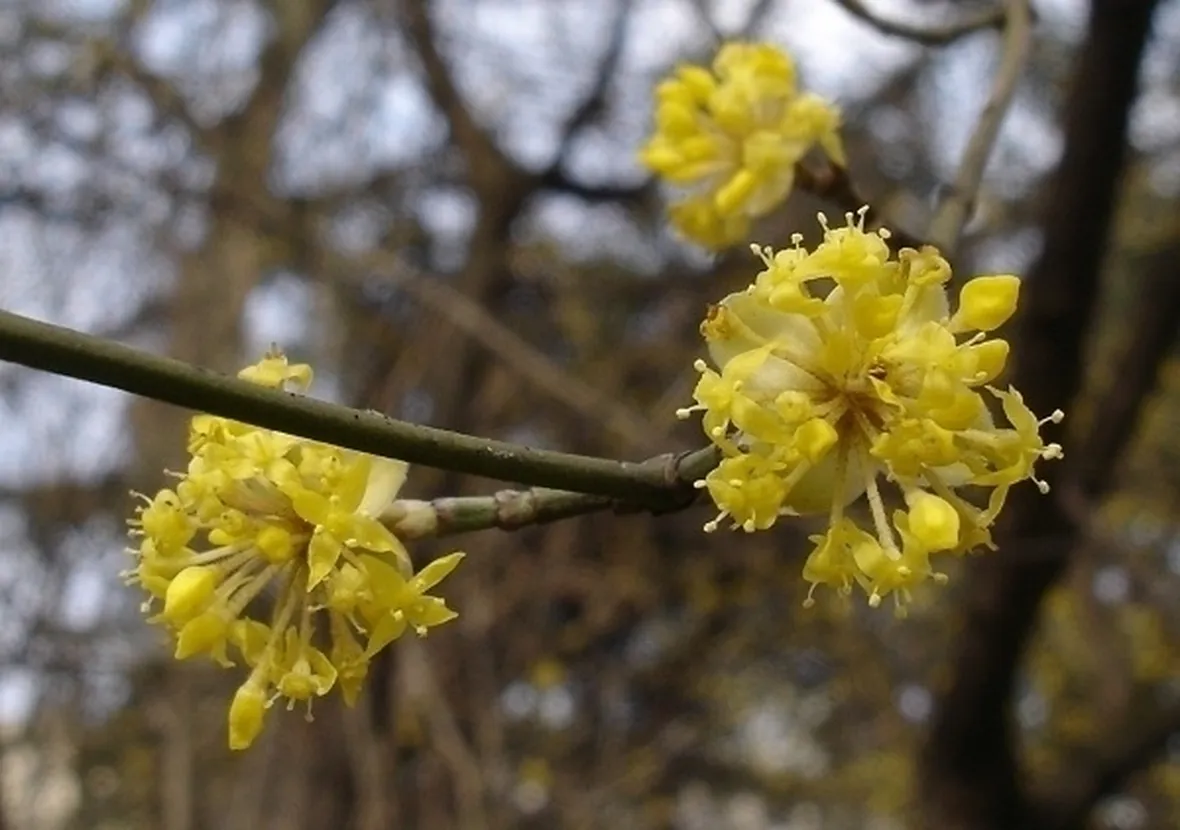 Caratteristiche del corniolo