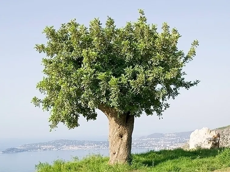 Carrubo-3