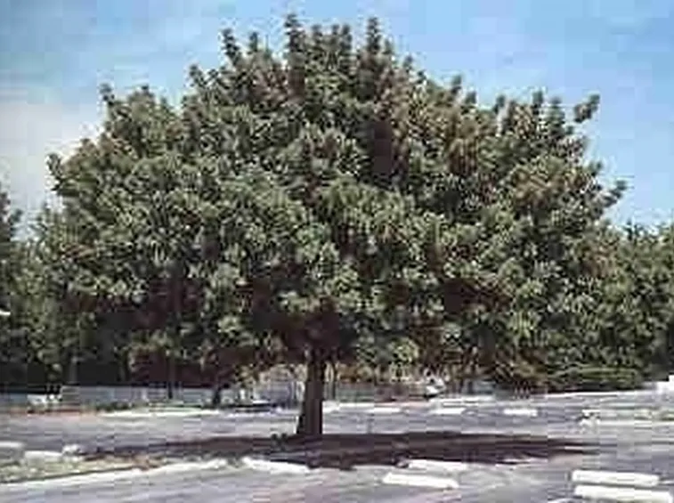 Carrubo-4