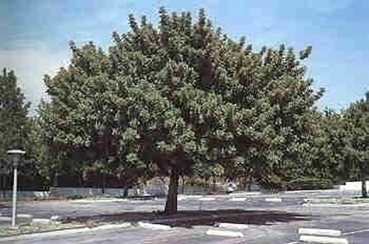 Carrubo-4